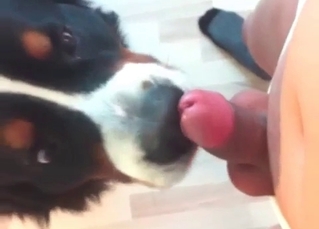 Hound in a zoo porn video