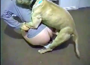 Hound licking juicy out