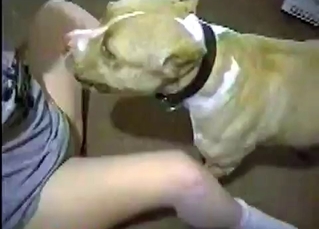 Hound licking juicy out