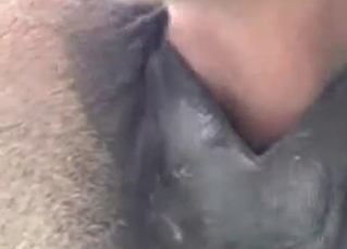 Nailing horseТs ass