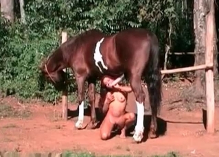 Mustang in a zoo fuck
