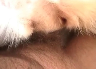 Animal zoo sex with pet