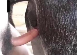 Pounding pony