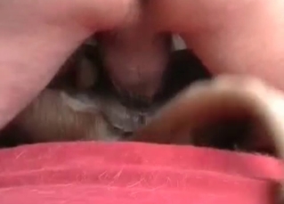 Animal porn with a cute pet