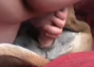 Animal porn with a cute pet