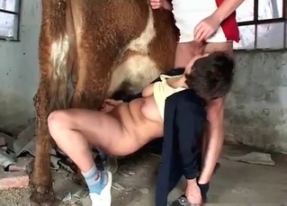 Couple fucking cow