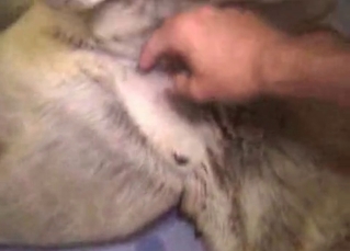Mongrel nailed in the ass