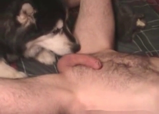 Mutt sucking cock