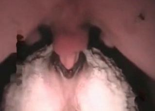 Animal nailed in the ass