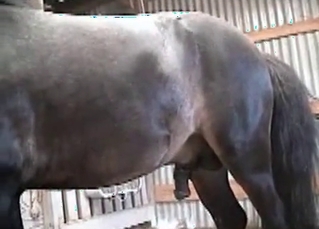 Big colt fucking a guys ass