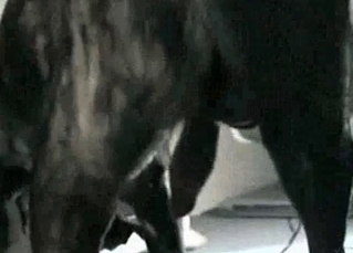 Animal sex with a black cur
