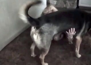 Pup receives a blowjob