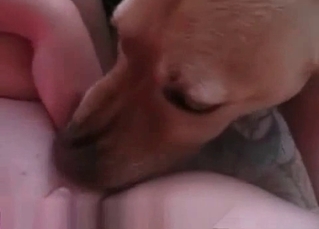Twat licked by a puppy