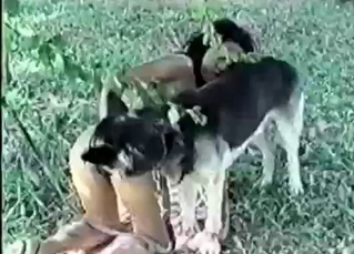 Chick penetrated by cur outdoor