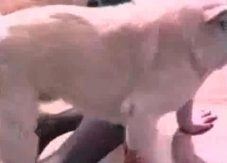 Hound pleasing girl in stockings