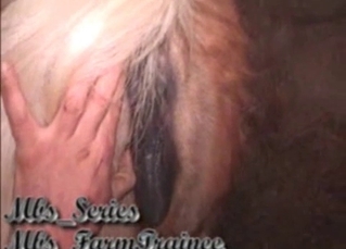 Licking mustangs butt hole