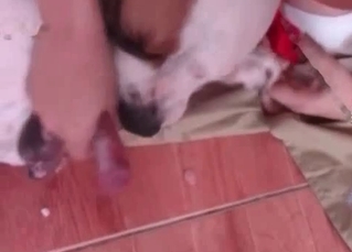 White puppy nailing twat