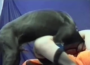 Black cur and girl in stockings
