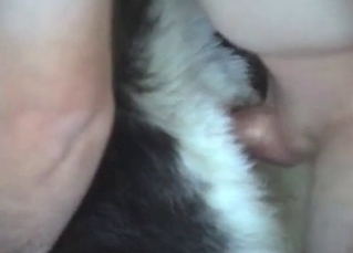 Hardcore animal porn