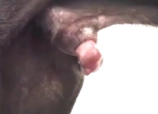 Sucking big dogs dick