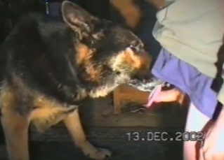 Hard cock licked by mongrel