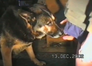Hard cock licked by mongrel