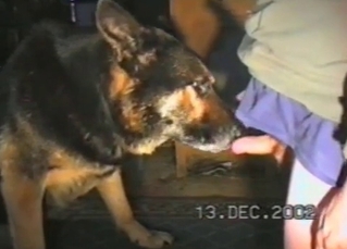 Hard cock licked by mongrel