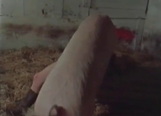 Pounded by a huge pig