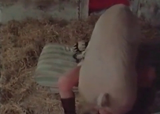 Pounded by a huge pig