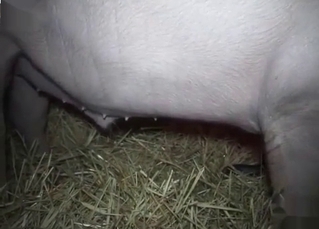 Zoo porn with a horny animal