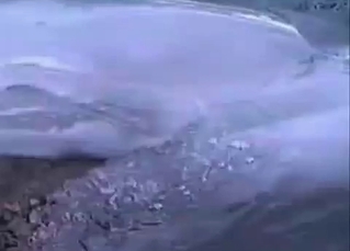 Dolphin in zoo sex scene