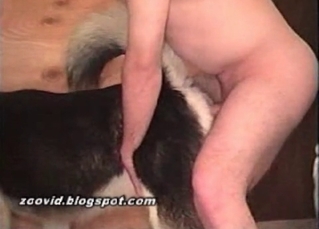 Dog fucked in the ass