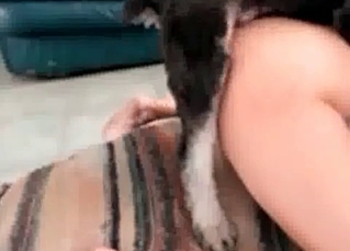 Stray sucking on hairy cunt