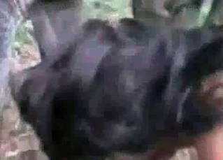 Zoo sex with a cute pony