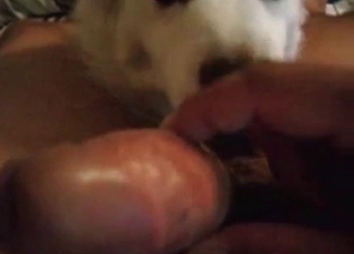 Fucking brown puppy