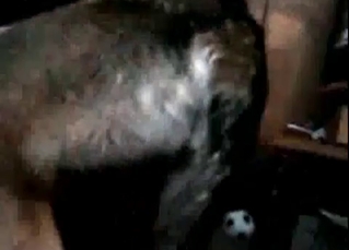 Mutt pleasing a woman