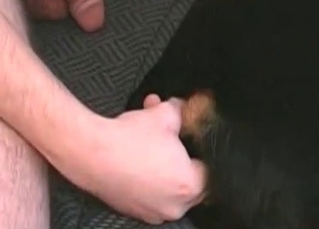 Stray and a hairy cock