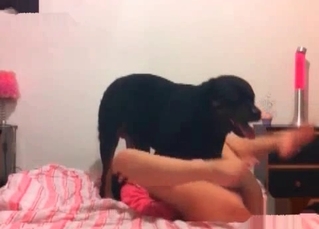 Animal sex with a cur