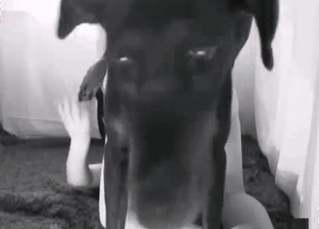 Black mutt pounding cunt