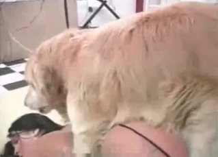 Zoo sex with a brown hound