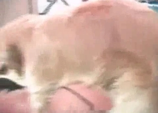 Zoo sex with a brown hound