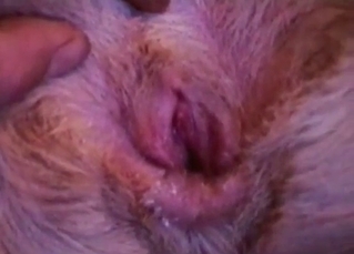 Close up porn with animals