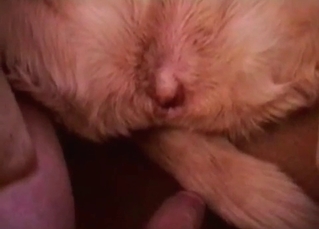 Close up porn with animals