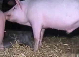 Pig licks out juicy twat