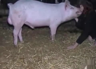 Pig licks out juicy twat