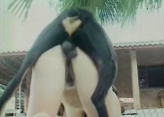 Pooch penetrating pussy