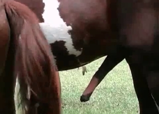 Mustang in a zoo porn scene