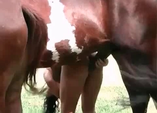 Mustang in a zoo porn scene