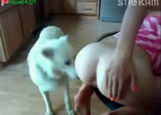 Puppy licking out pussy