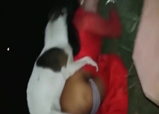 Fucking with a small hound